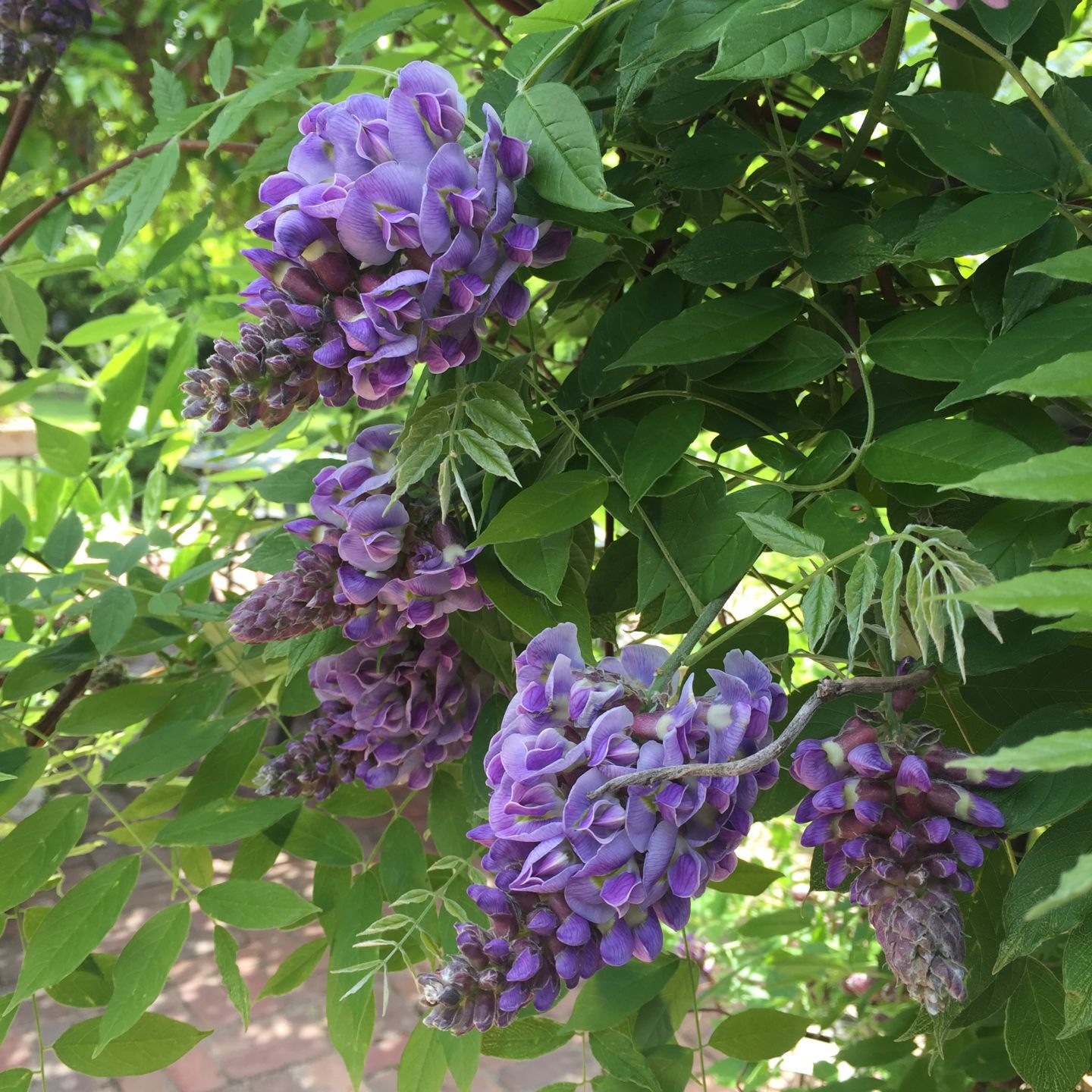 Wisteria.JPG